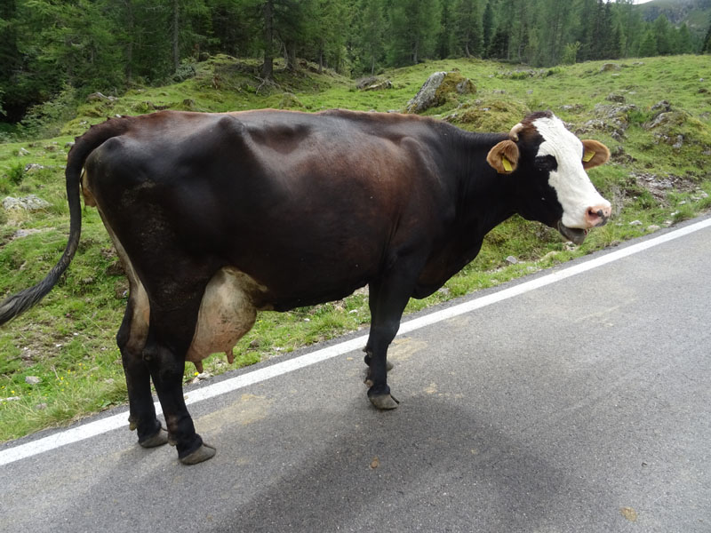 Catena dei Lagorai...da Pergine al Passo del Manghen